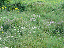 A picture of fen flowers