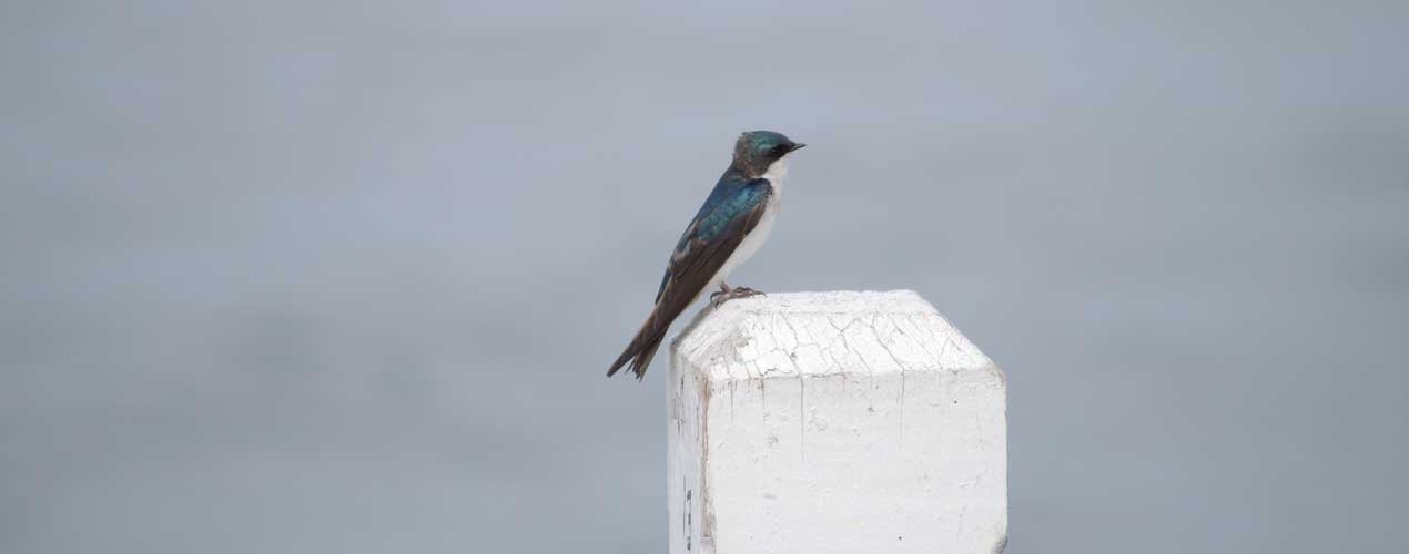 A picture of a bird perched on a post