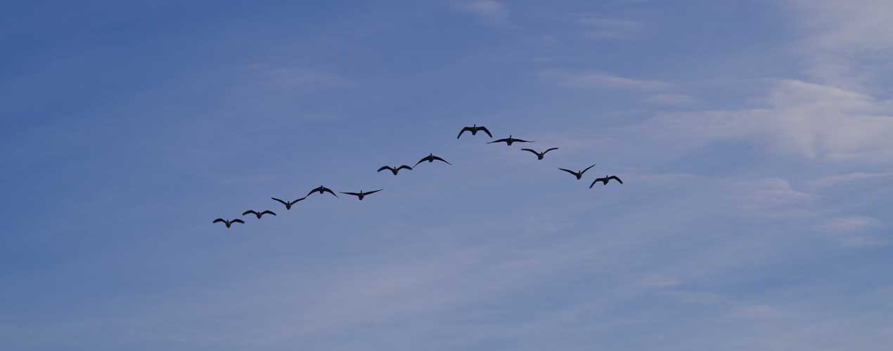 A picture of geese flying